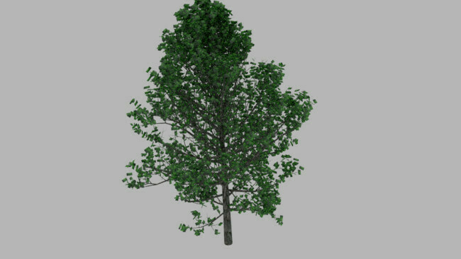 Tree (1)